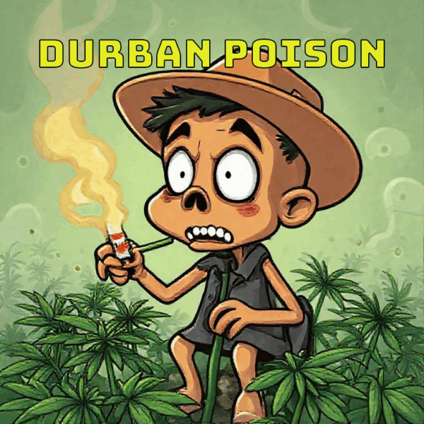 Durban Poison Terpenes