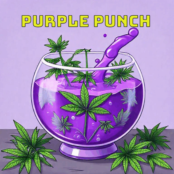 Purple Punch Terpenes